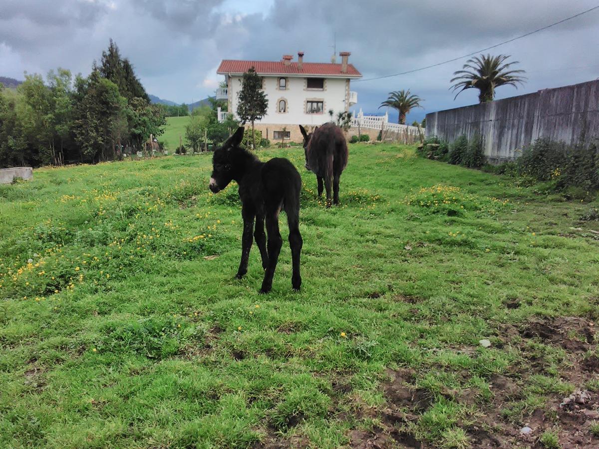 Agroturismo Pagoederraga Orio Eksteriør bilde