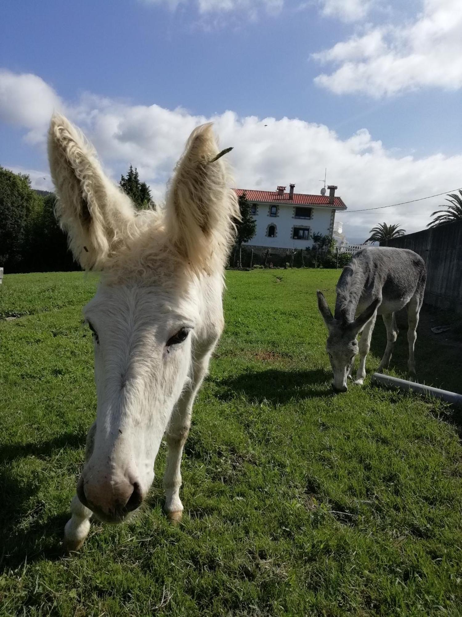 Agroturismo Pagoederraga Orio Eksteriør bilde